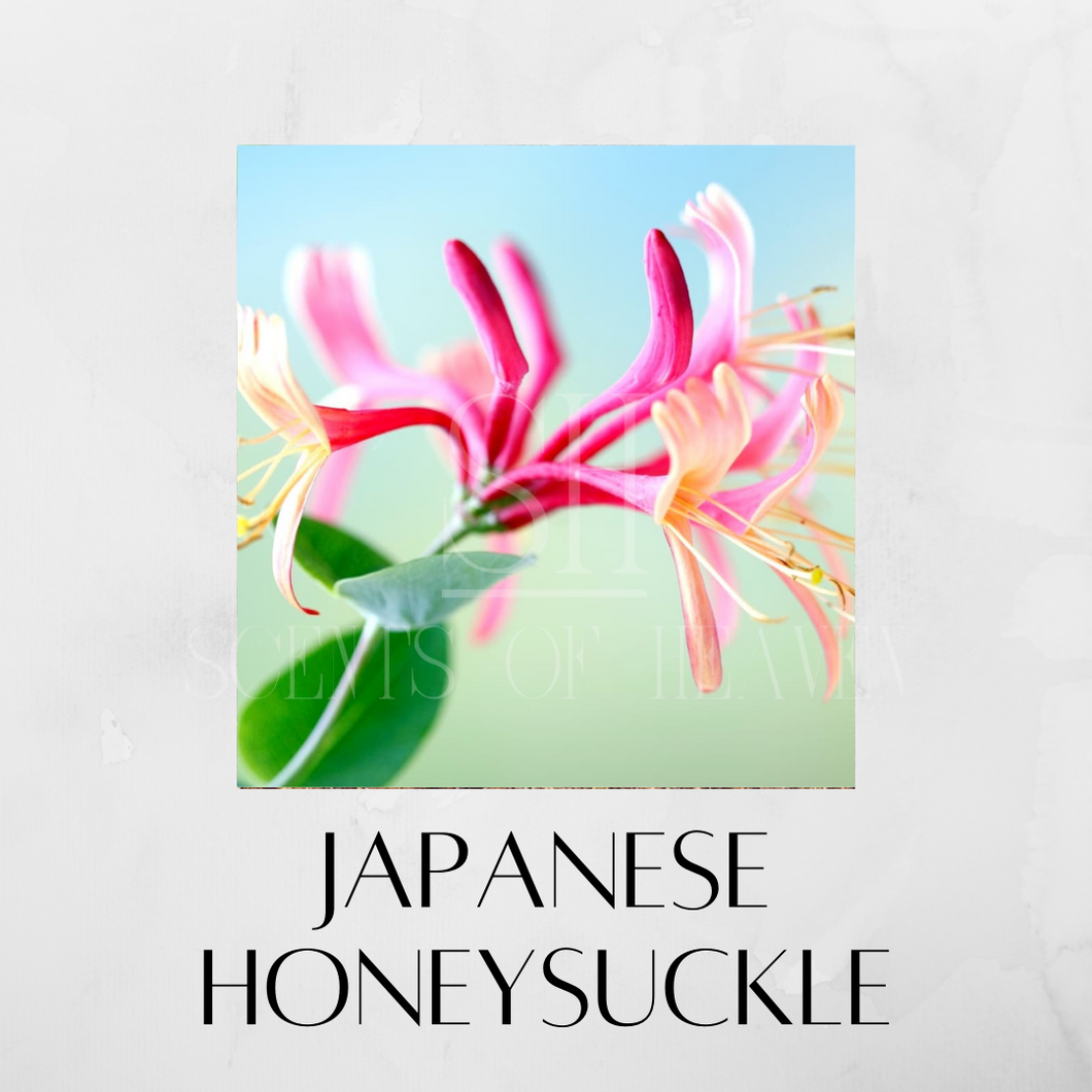 Japanese Honeysuckle Scented Candles
