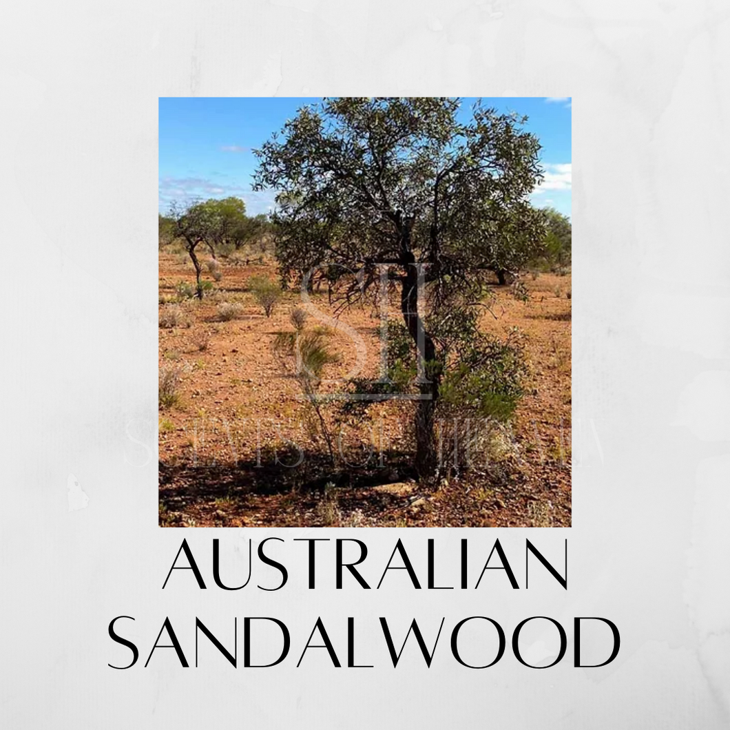 Australian Sandalwood Scented Candles