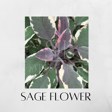 Load image into Gallery viewer, Sage Flower Scented Candles
